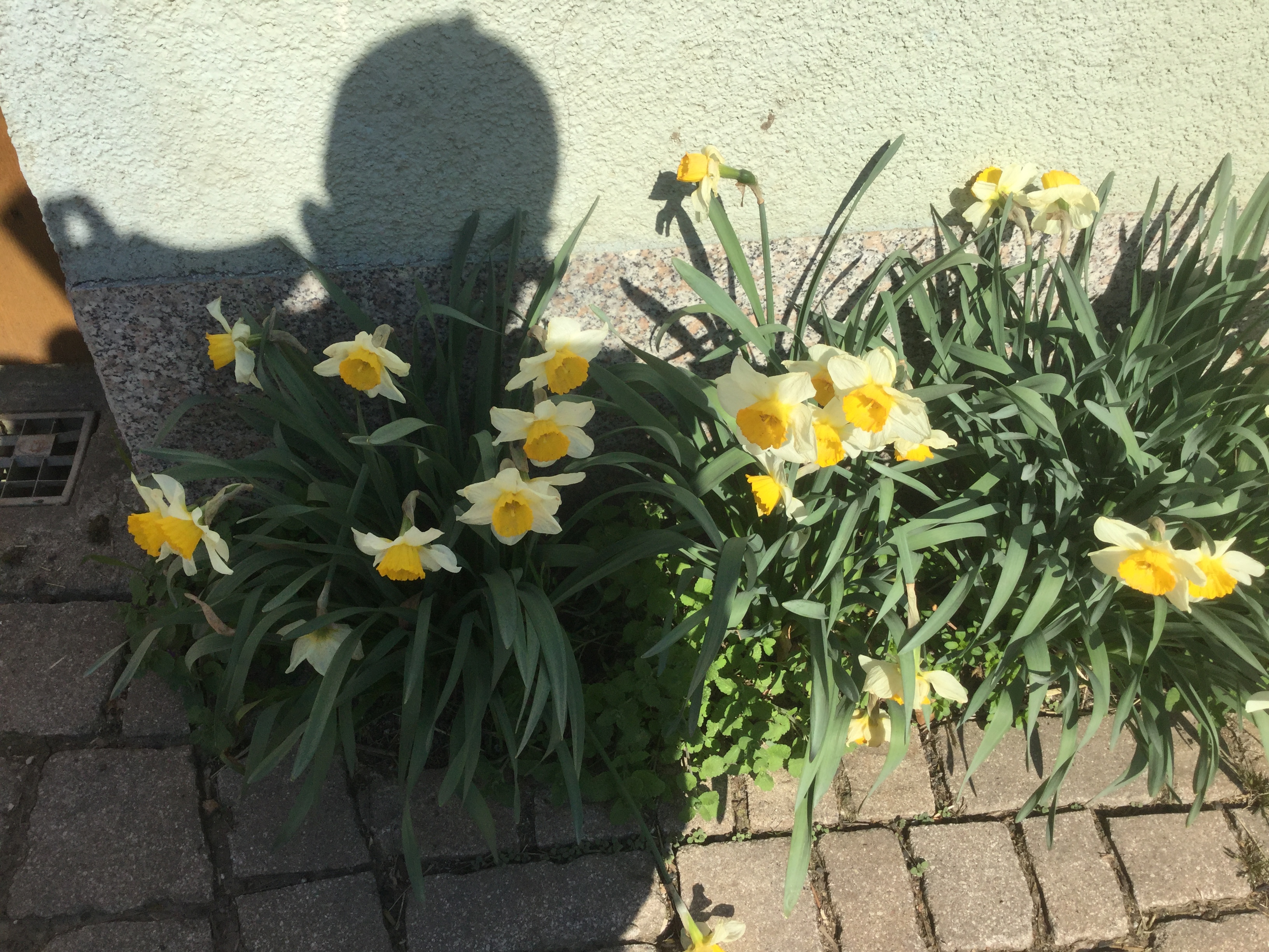 GARDEN CLUB PRESENTATION