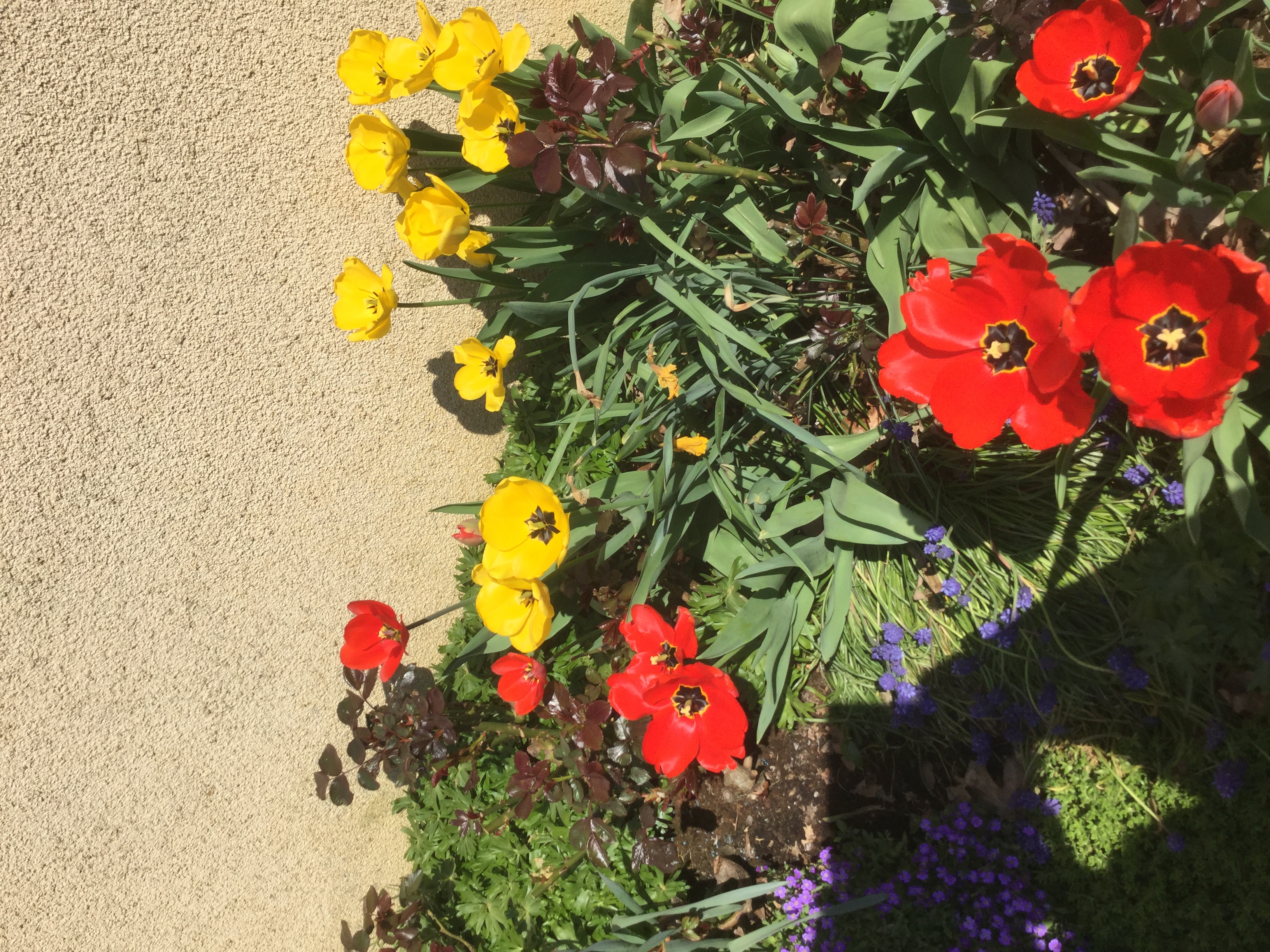 GARDEN CLUB PRESENTATION
