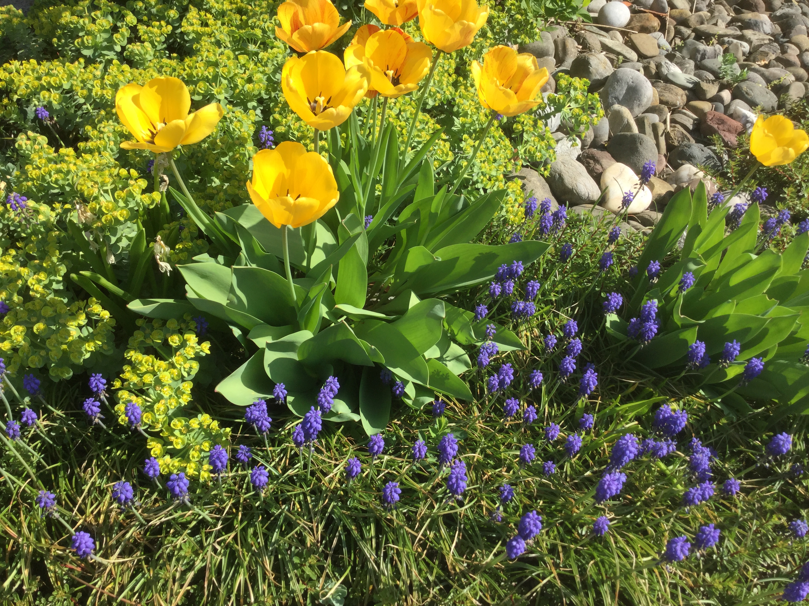 GARDEN CLUB PRESENTATION
